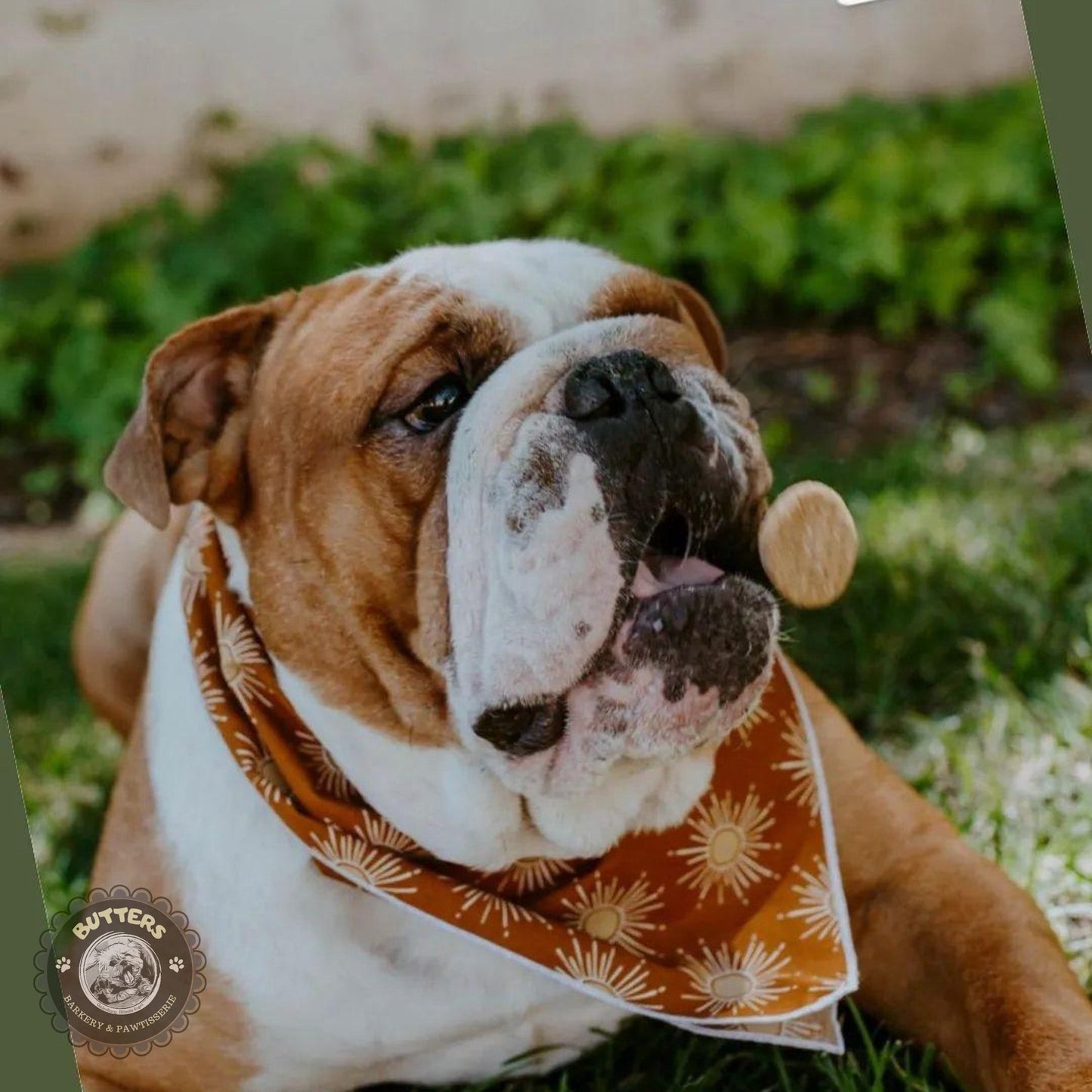 All Natural Peanut Butter Cookies Dog Treats